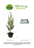  Thuja plicata Atrovirens - Alemany Viveros